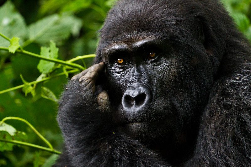 Gorilla Trekking Uganda Minimum Age (15 Years)
