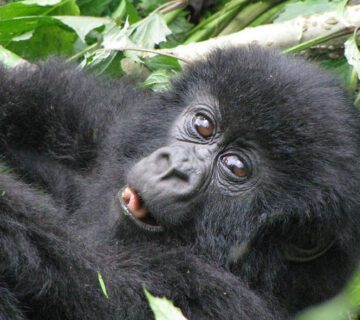 Gorilla Trekking Uganda vs Rwanda vs Congo [Which Is Better]
