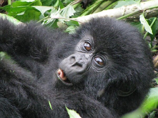 Gorilla Trekking Uganda vs Rwanda vs Congo [Which Is Better]