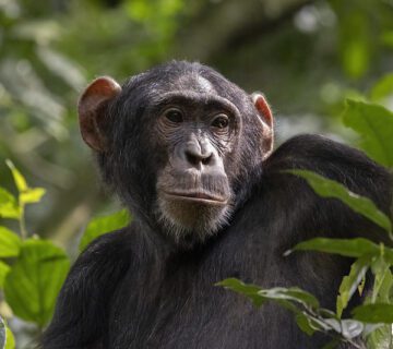 Gorillas vs Chimpanzees – What’s the Difference & Similarities