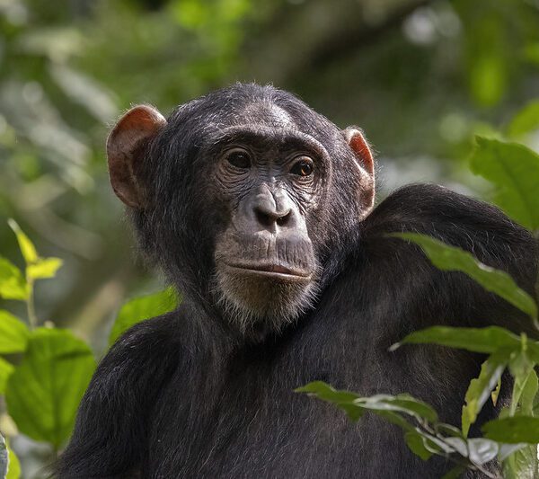 Gorillas vs Chimpanzees – What’s the Difference & Similarities