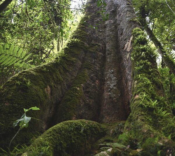 Interesting facts about Nyungwe forest national park