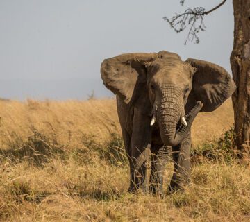 Is Uganda Good For Safari