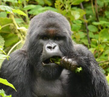 Is mountain gorilla trekking in June the same as mountain gorilla trekking in February