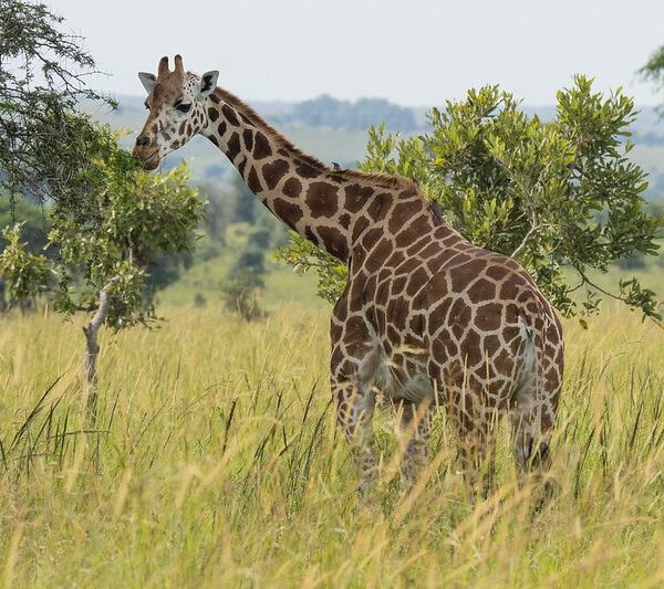 Kidepo National Park and Murchison falls National Park safari