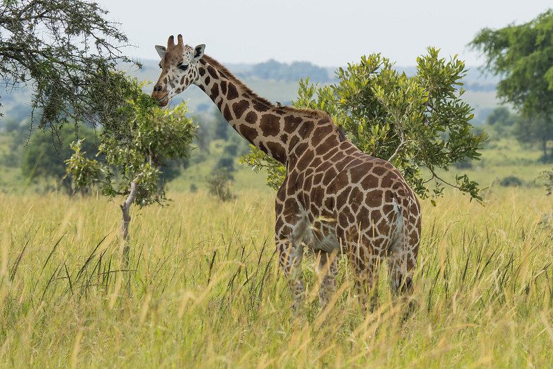 Kidepo National Park and Murchison falls National Park safari