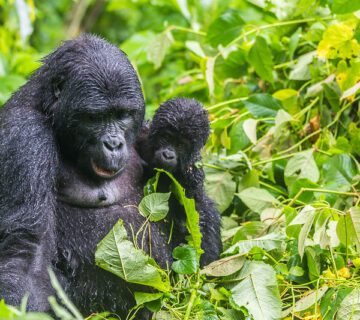 Major Uganda Tourist Attractions 2025