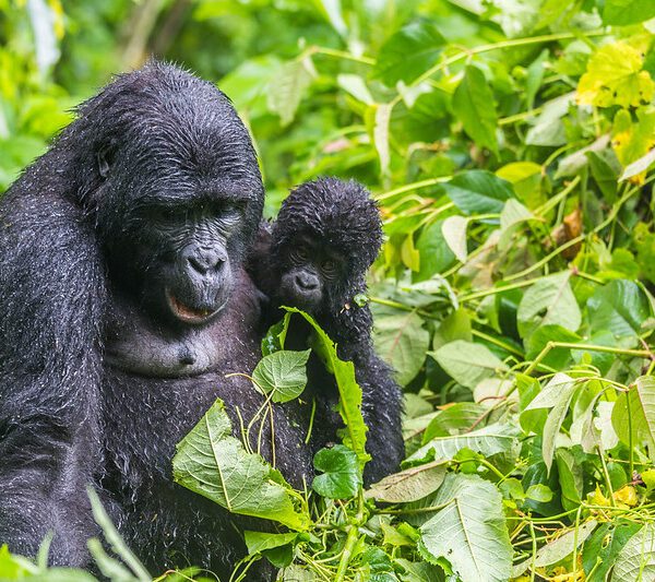 Major Uganda Tourist Attractions 2025