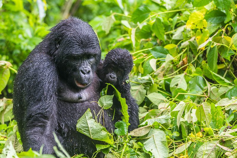 Major Uganda Tourist Attractions 2025