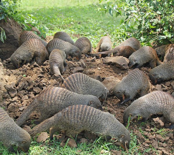 Mongoose tracking in Queen Elizabeth national park