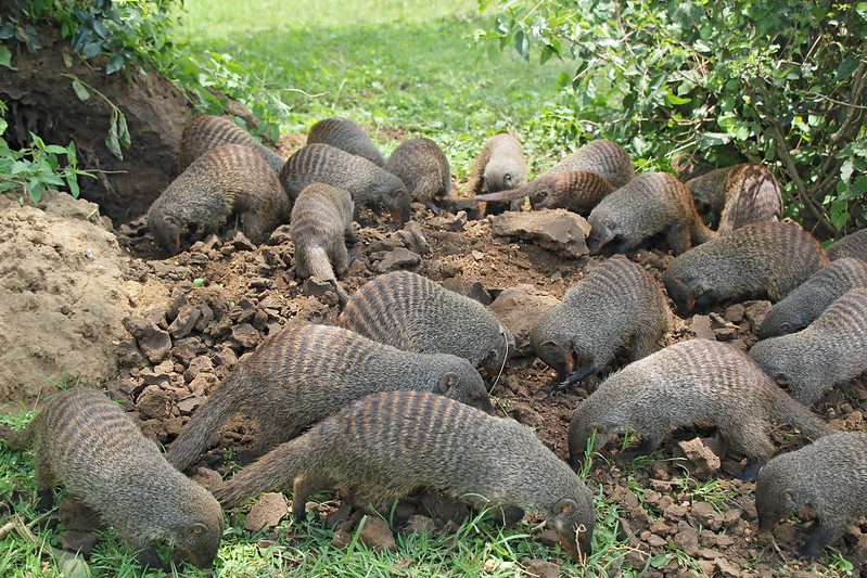 Mongoose tracking in Queen Elizabeth national park