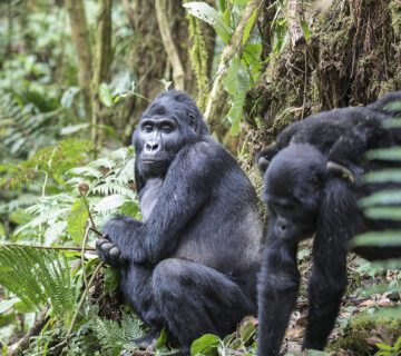 Mountain Gorilla Population Chart By Country (Updated 2025)