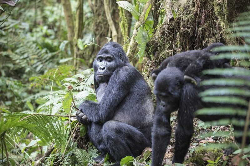 Mountain Gorilla Population Chart By Country (Updated 2025)