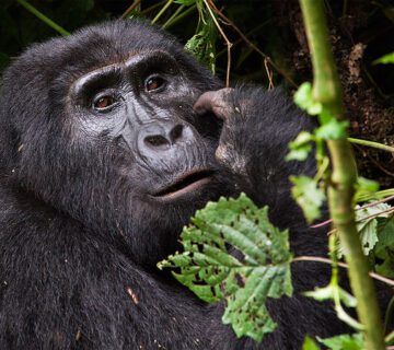 Mountain Gorillas Facts, Lifespan, Diet, Habitat Everything to Know