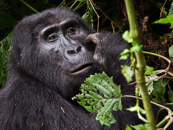 Mountain Gorillas Facts, Lifespan, Diet, Habitat Everything to Know