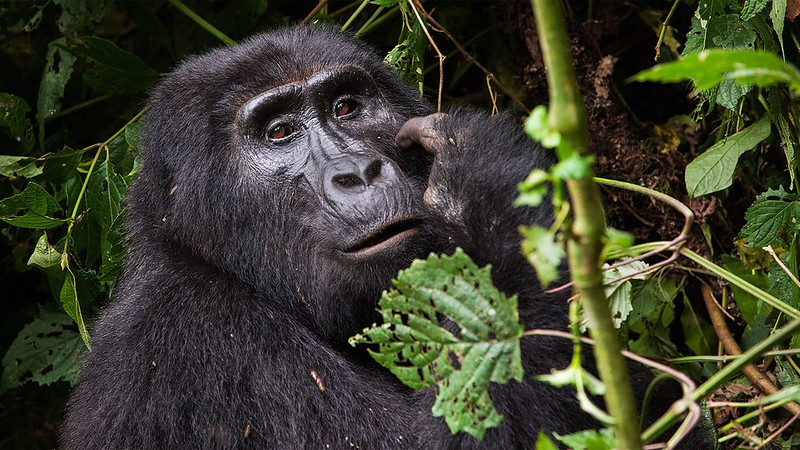 Mountain Gorillas Facts, Lifespan, Diet, Habitat Everything to Know