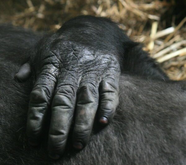 Mountain Gorillas in Volcanoes Move to Mgahinga National Park