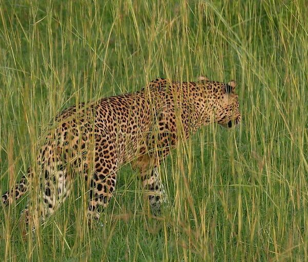 Murchison falls national park and volcanoes national park safari