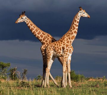 Packing list for a Uganda safari in Murchison Falls National Park