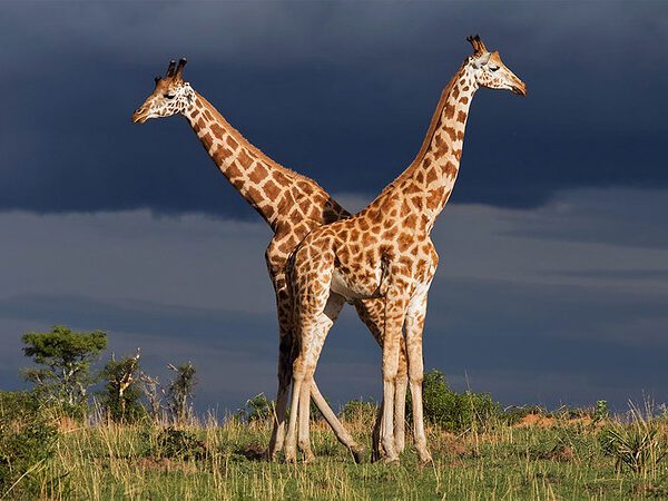 Packing list for a Uganda safari in Murchison Falls National Park