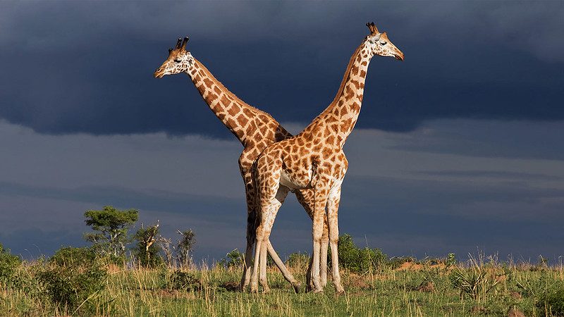 Packing list for a Uganda safari in Murchison Falls National Park