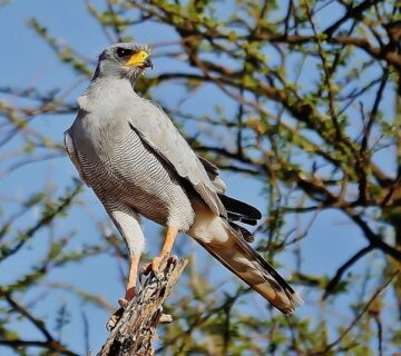 Safari Activities in Eastern Uganda
