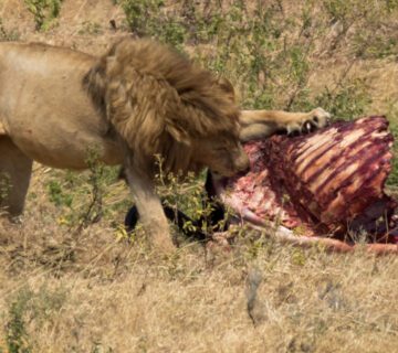 Safest Countries in Africa for Travellers Top 10 Destinations