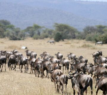 Tanzania Safari Cost How Much is a Safari in Tanzania  Corporate Group Safari in Tanzania