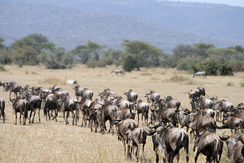 Tanzania Safari Cost How Much is a Safari in Tanzania. Corporate Group Safari in Tanzania