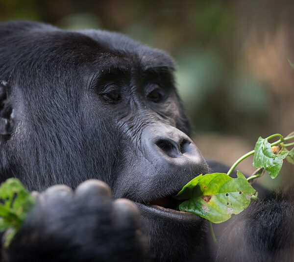 The Best Unique Cheapest Way to See Gorillas in Uganda