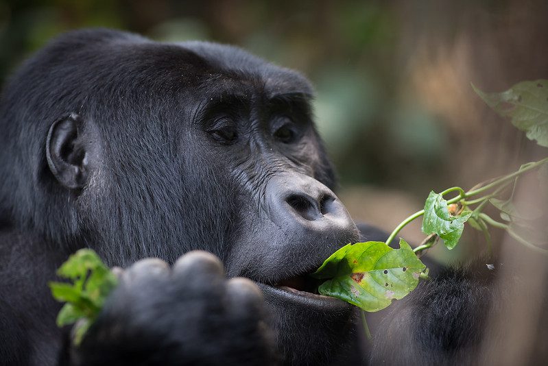 The Best Unique Cheapest Way to See Gorillas in Uganda
