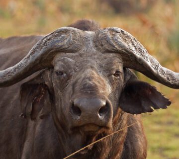 Things To Do in Murchison Falls National Park