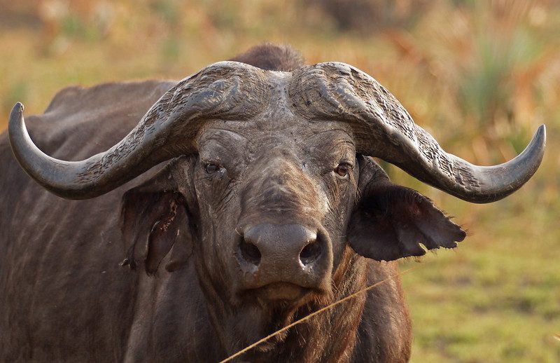 Things To Do in Murchison Falls National Park