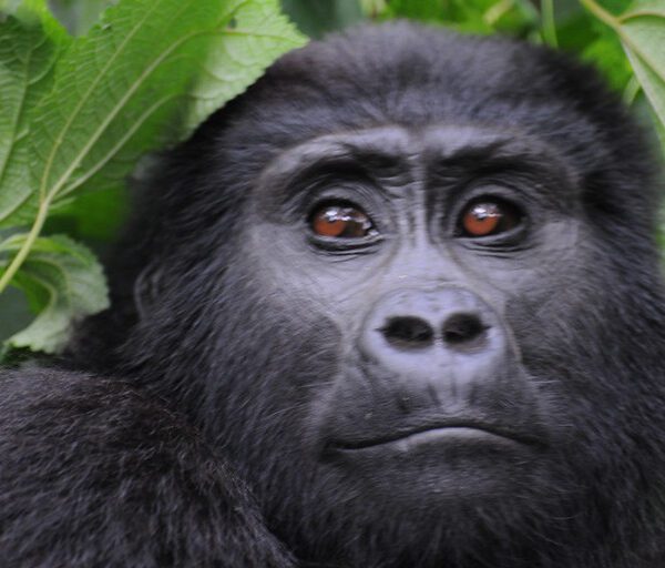 Top 7 Reasons Why You Should Visit Uganda in 2025