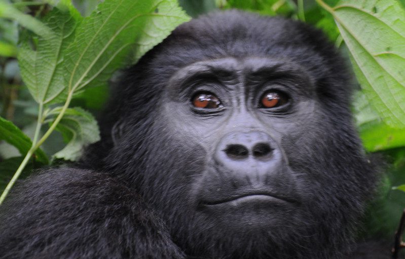 Top 7 Reasons Why You Should Visit Uganda in 2025