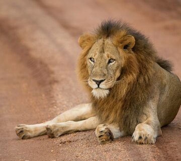 Top Things to Do on a Uganda Safari in Murchison Falls