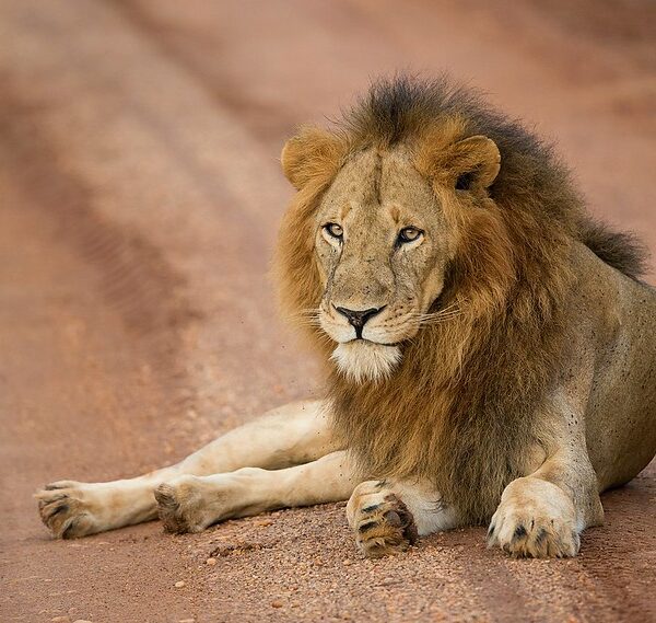 Top Things to Do on a Uganda Safari in Murchison Falls