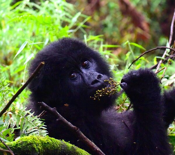 Uganda Safari In Mgahinga Gorilla National Park.