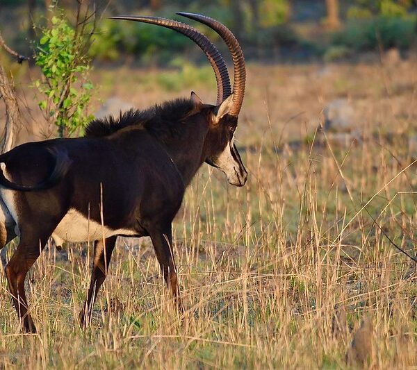 What Are The Benefits Of Going On A budget safari to uganda