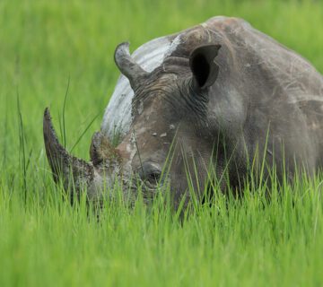 What are the rules for rhino tracking in Uganda