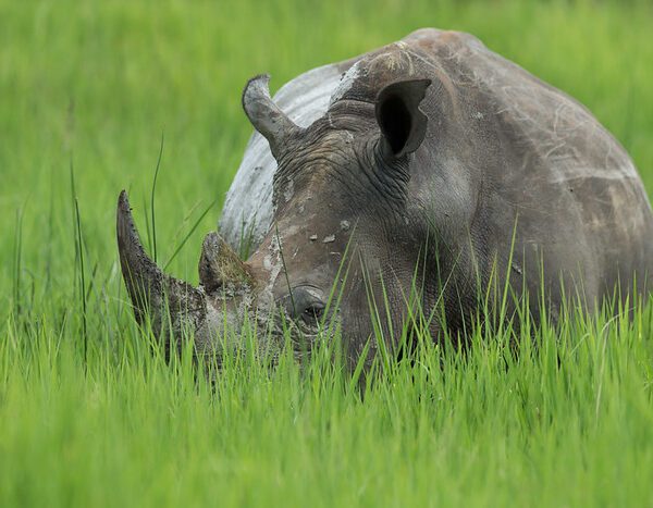 What are the rules for rhino tracking in Uganda