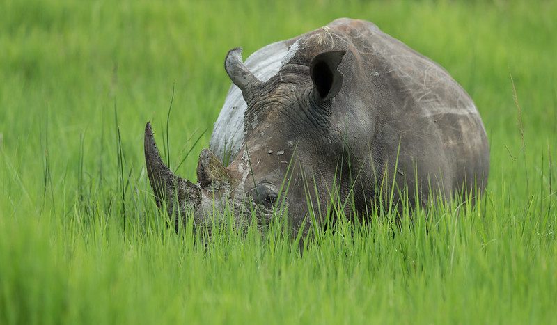 What are the rules for rhino tracking in Uganda