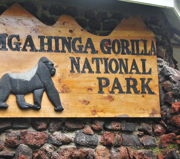 What is Mgahinga Gorilla National Park Famous For