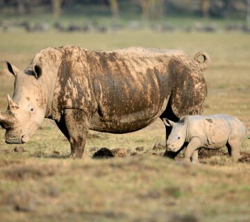 What to Expect on Safari in Kenya  Book a Group Tour in Kenya