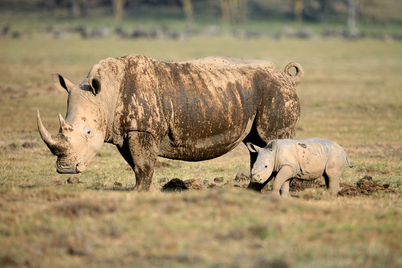 What to Expect on Safari in Kenya. Book a Group Tour in Kenya