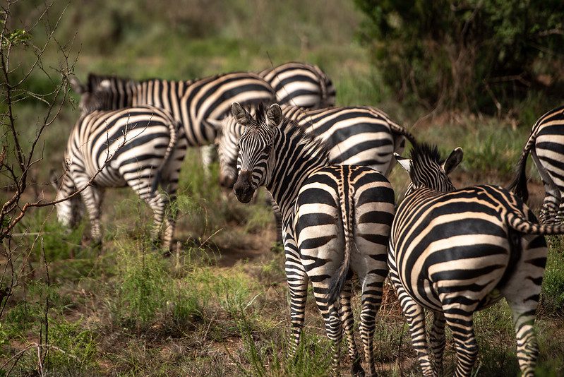 What to do in Akagera National Park