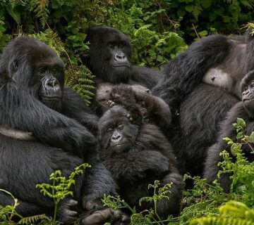 What to expect on a mountain gorilla trek in Rwanda