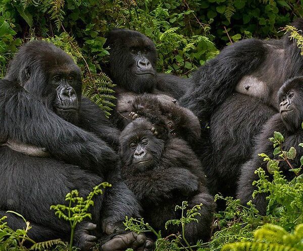 What to expect on a mountain gorilla trek in Rwanda