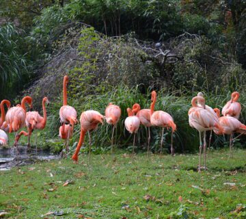 Where to see flamingos in Uganda
