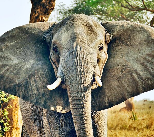 Which is the First Largest National Park in Uganda